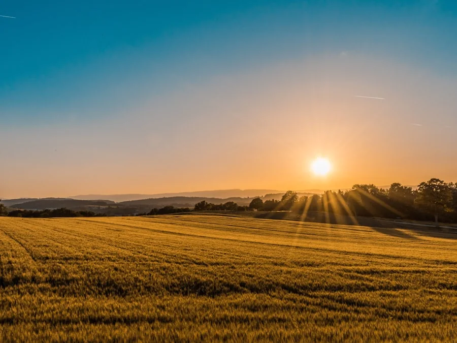 Campo iluminado por el atardecer